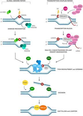 A matter of delicate balance: Loss and gain of Cockayne syndrome proteins in premature aging and cancer